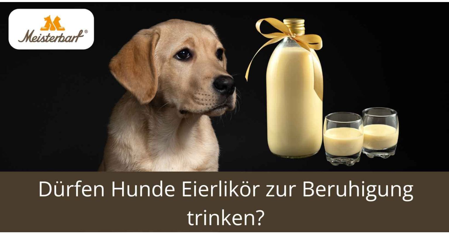 Auf dem Bild ist ein Hund zu sehen. Neben dem Hund befindet sich Eierlikör. 