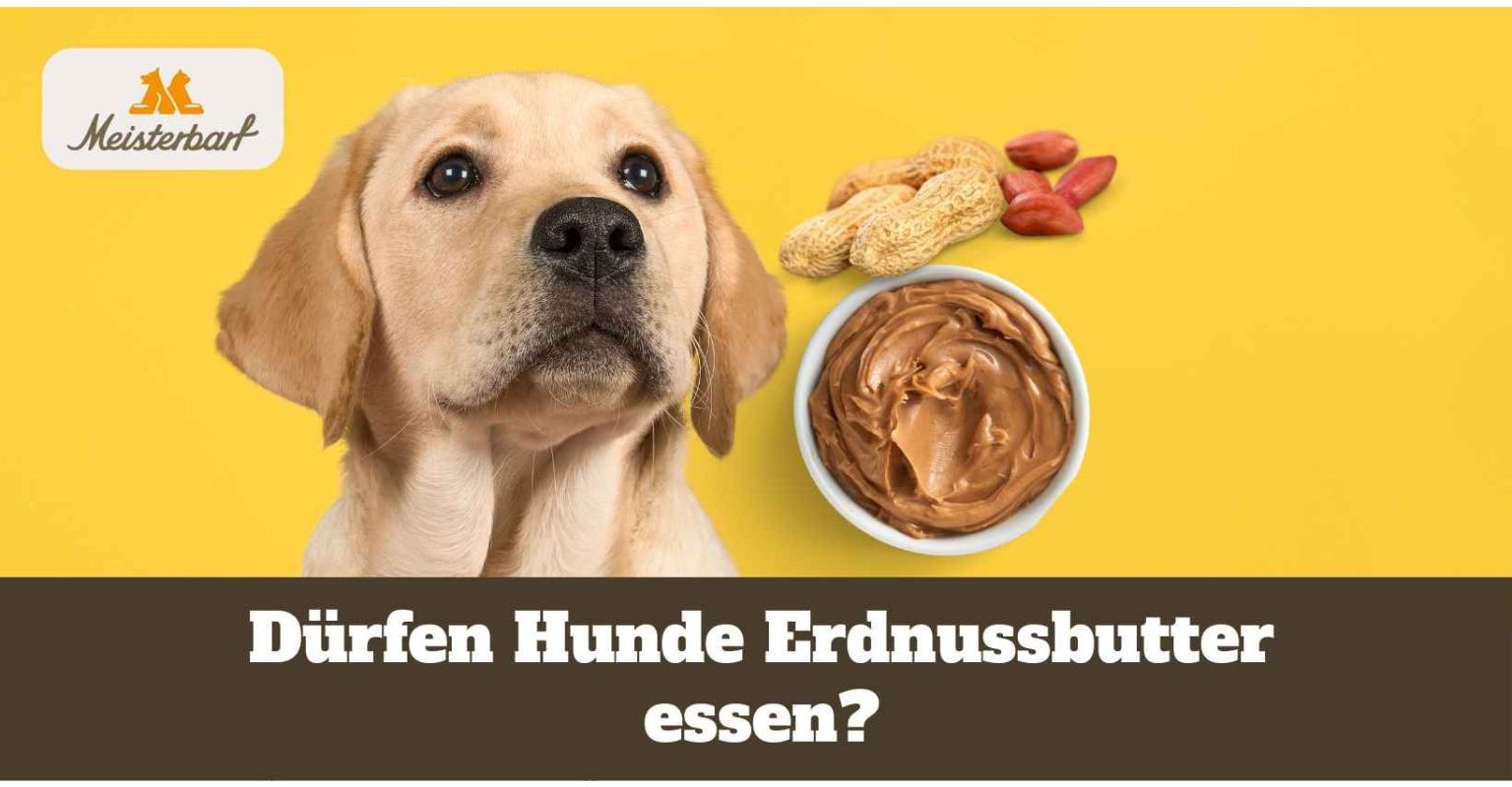 Dieses Bild zeigt Erdnussbutter, die Hunde essen dürfen.