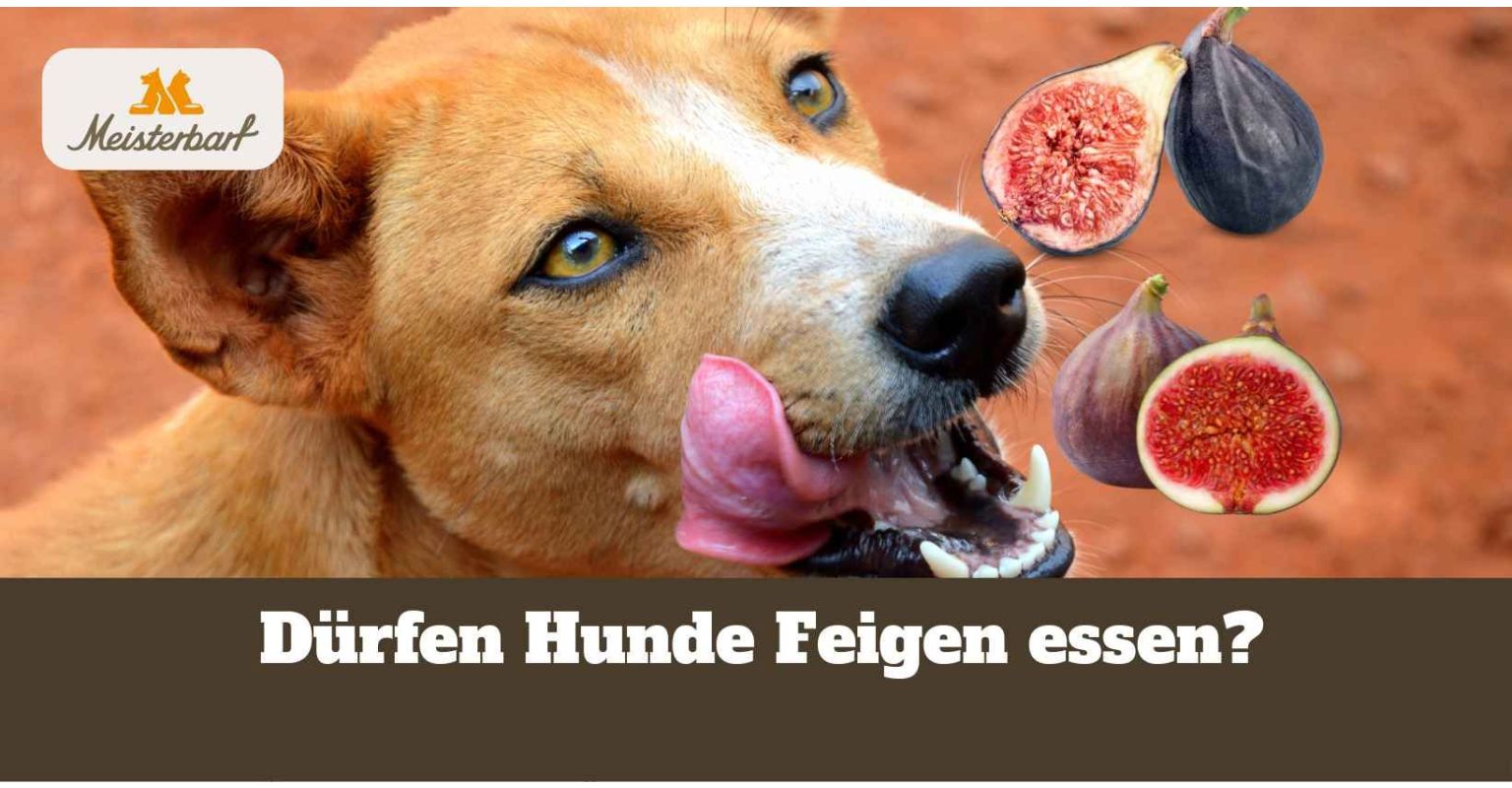 Dürfen Hunde Feigen essen?