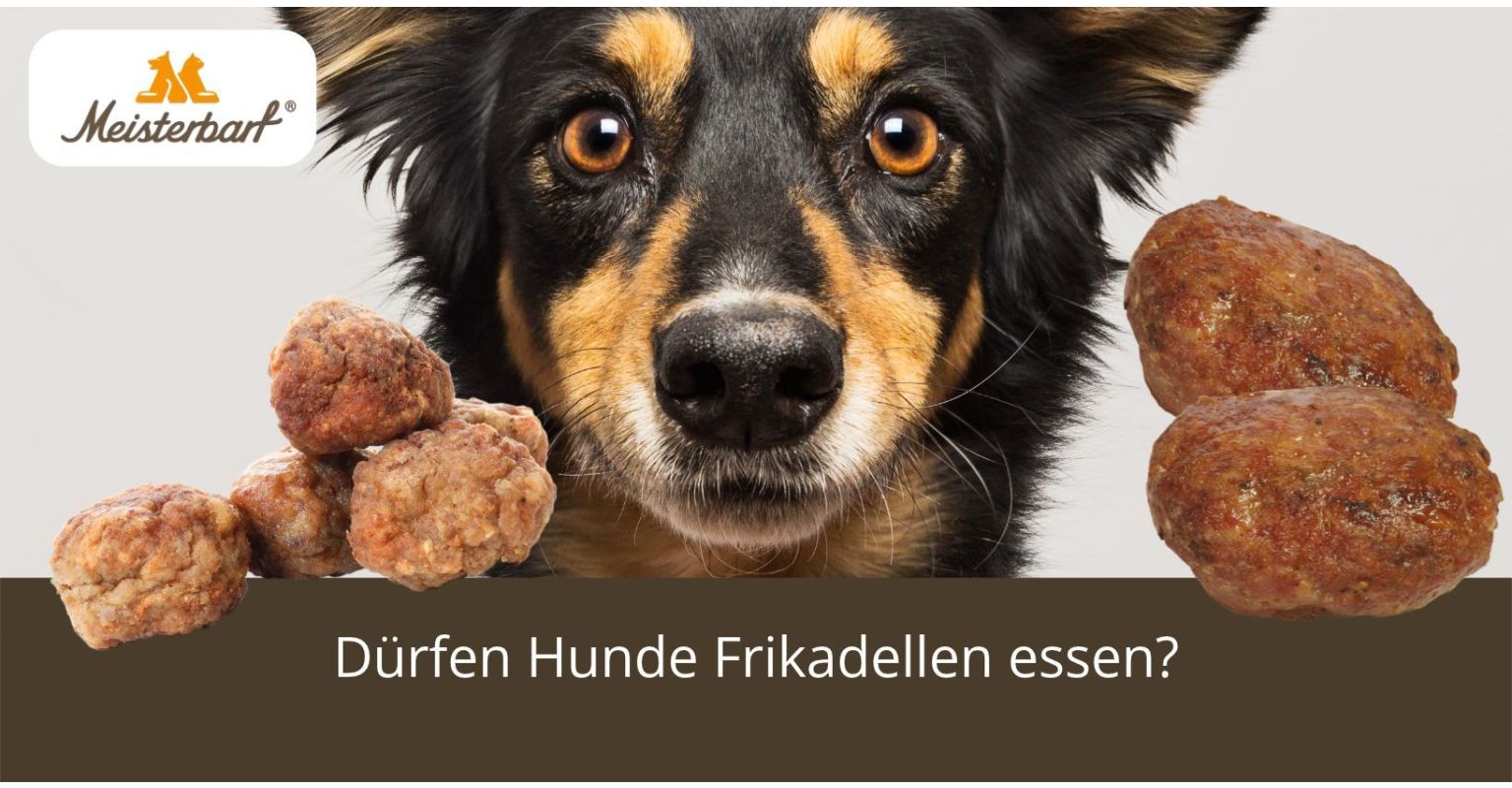 Auf dem Bild ist ein Hund zu sehen. Neben dem Hund befinden sich Frikadellen.