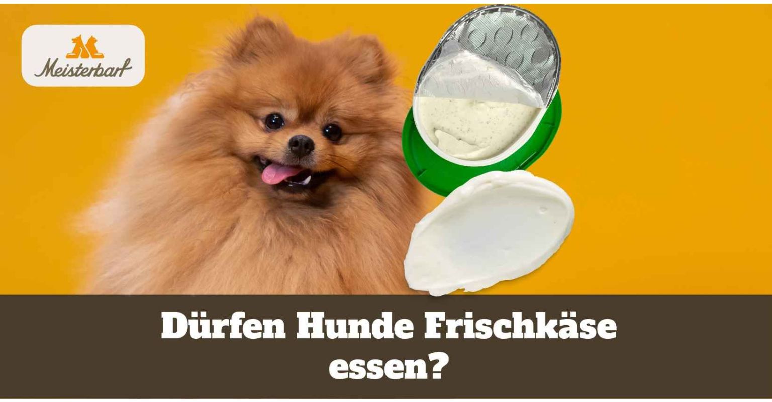 Dürfen Hunde Frischkäse essen?