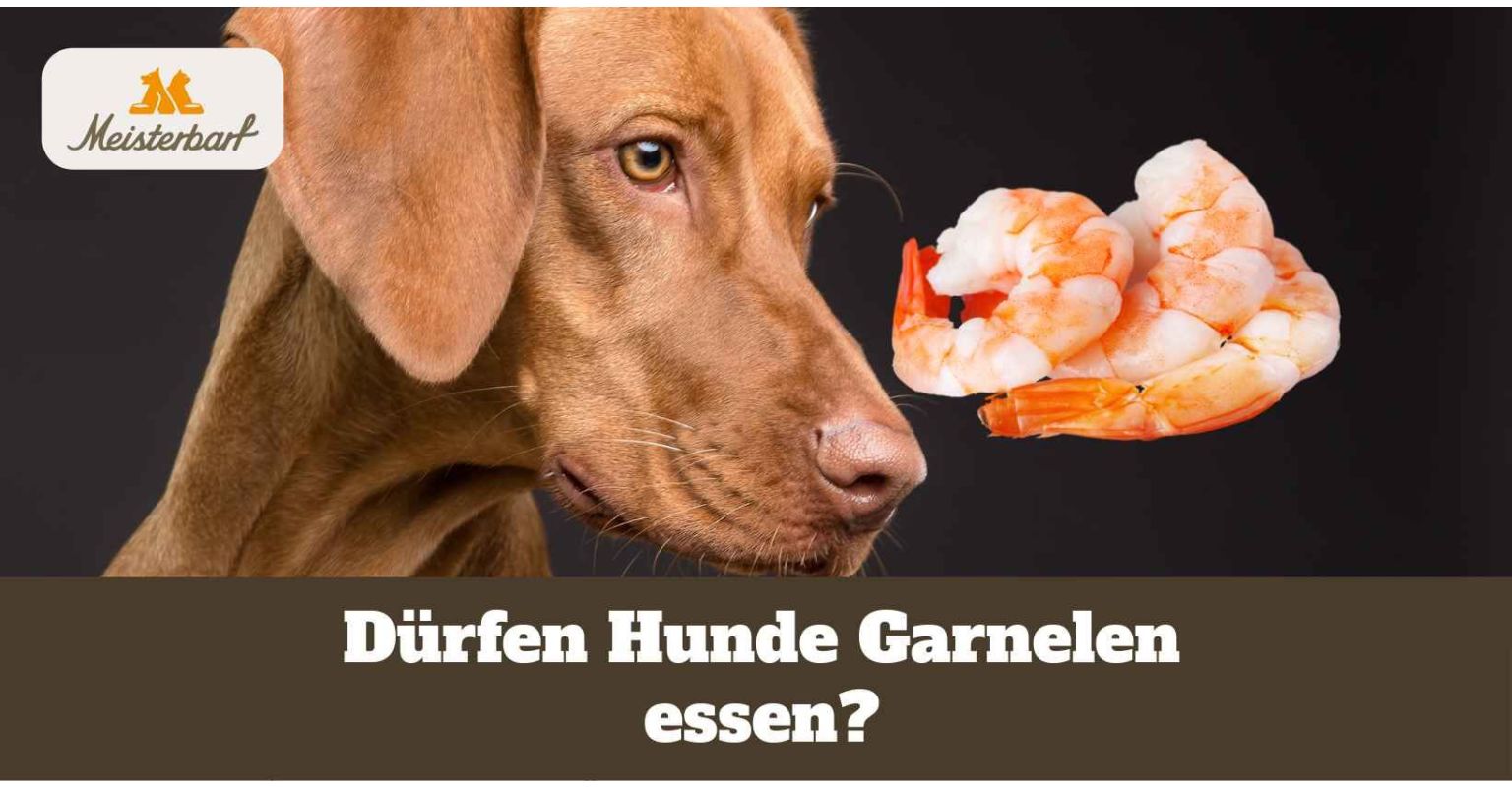 Dürfen Hunde Garnelen essen?