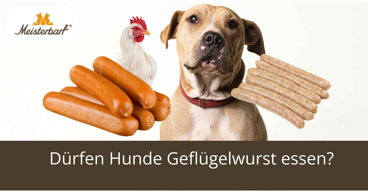 Dürfen Hunde Geflügelwurst essen?