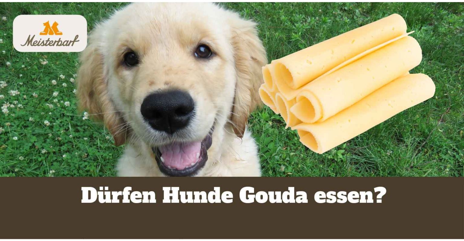 Dürfen Hunde Gouda essen?