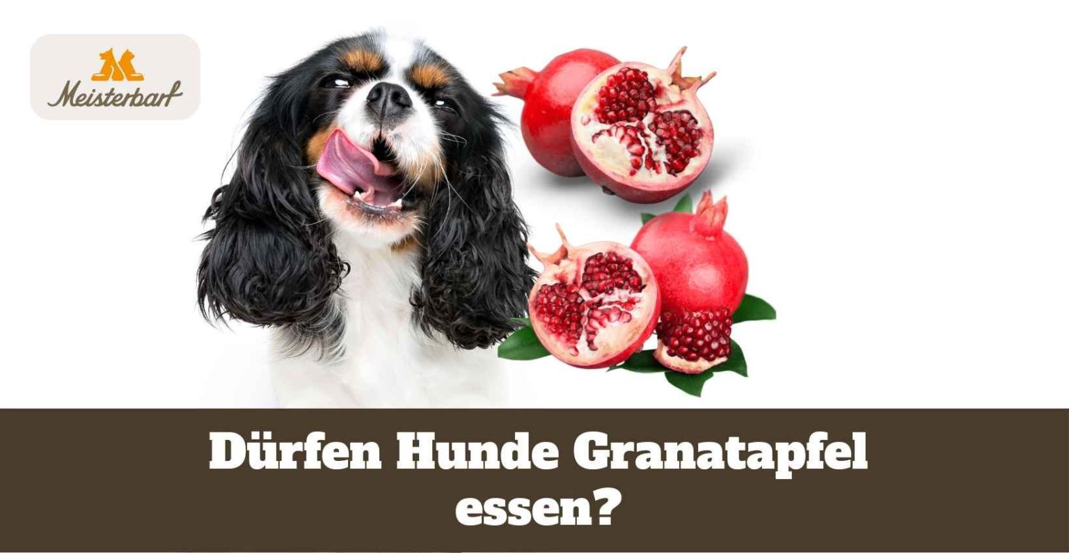 Dieses Bild zeigt Granatapfel, den Hunde essen dürfen.