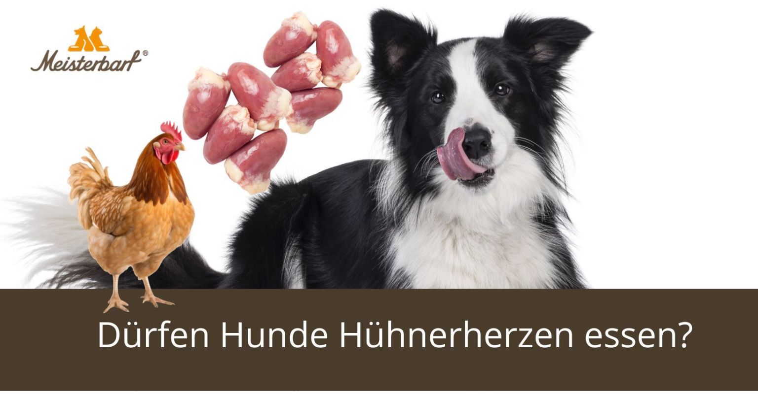 Dürfen Hunde Hühnerherzen essen?