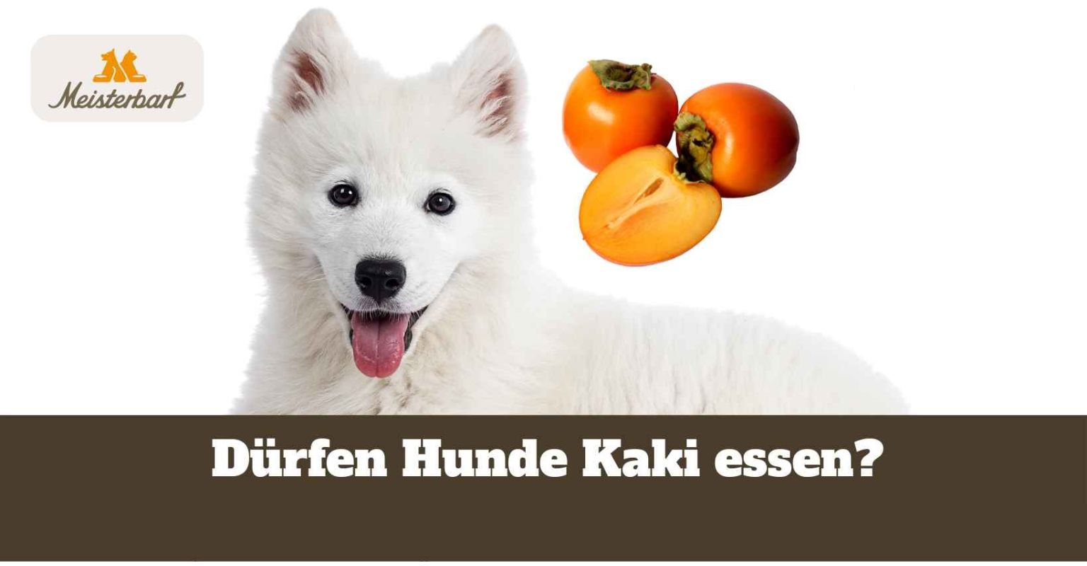 Dieses Bild zeigt Kaki, die Hunde essen dürfen.