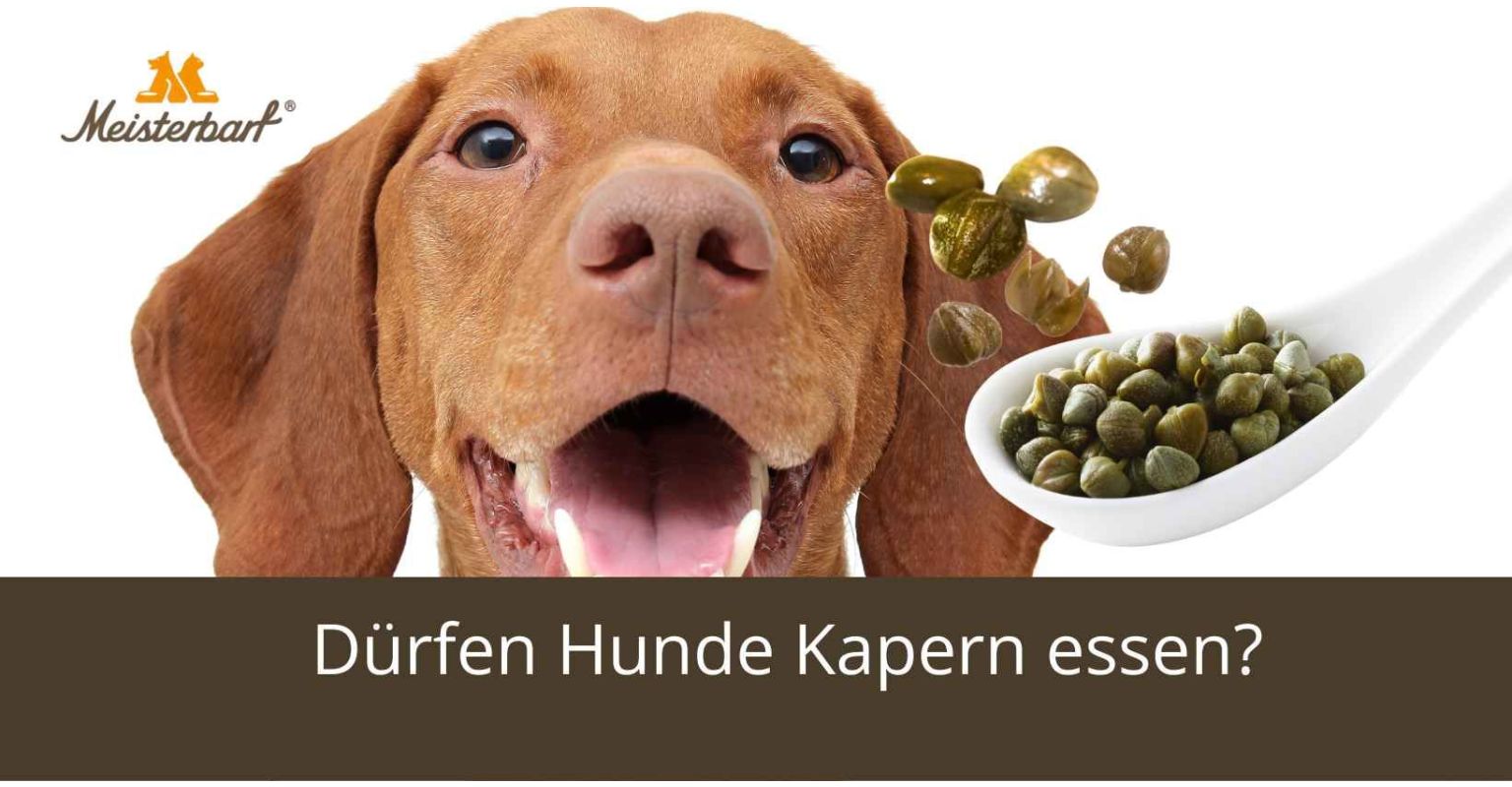 Dürfen Hunde Kapern essen?