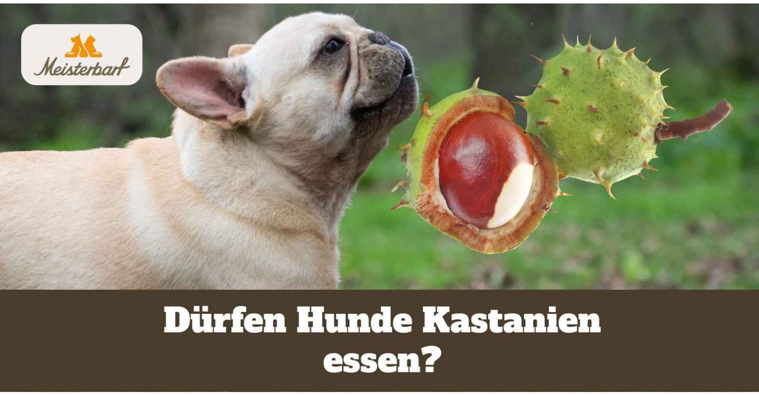 Auf dem Bild ist ein Hund zu sehen. Neben ihm befinden sich Kastanien. Darf er Kastanien essen?