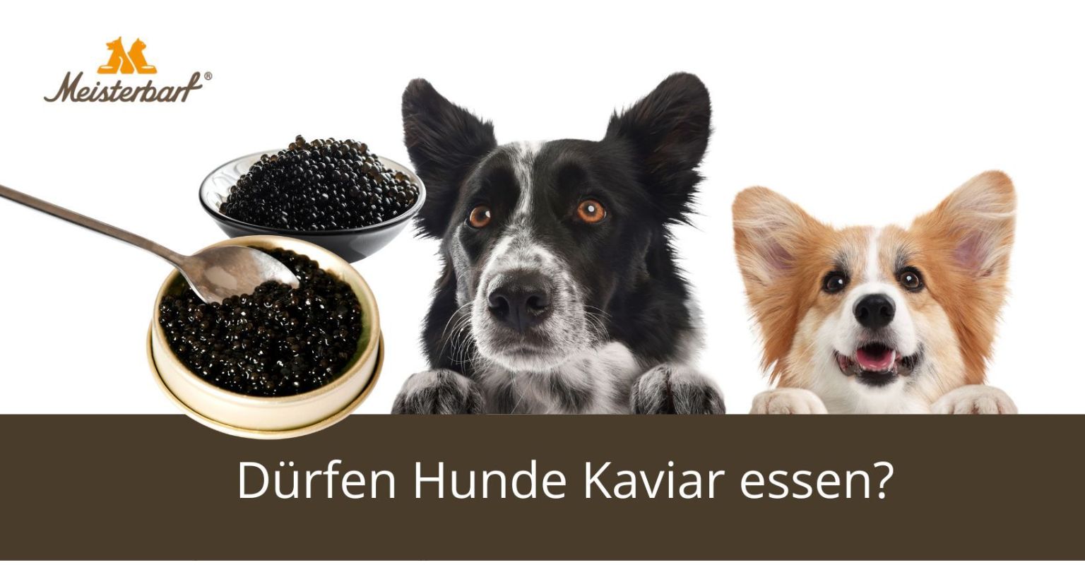 Dürfen Hunde Kaviar essen?
