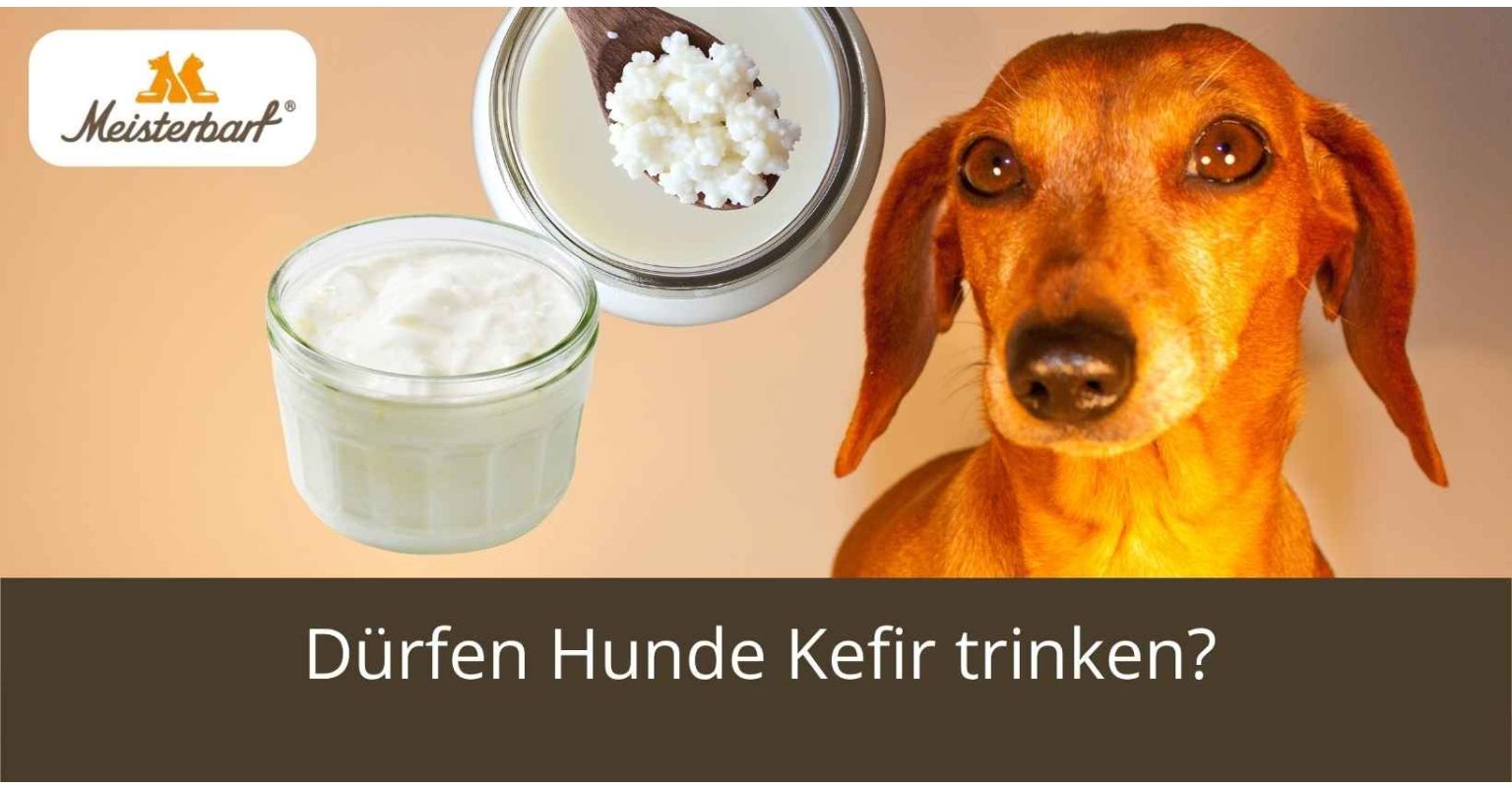 Dürfen Hunde Kefir trinken?