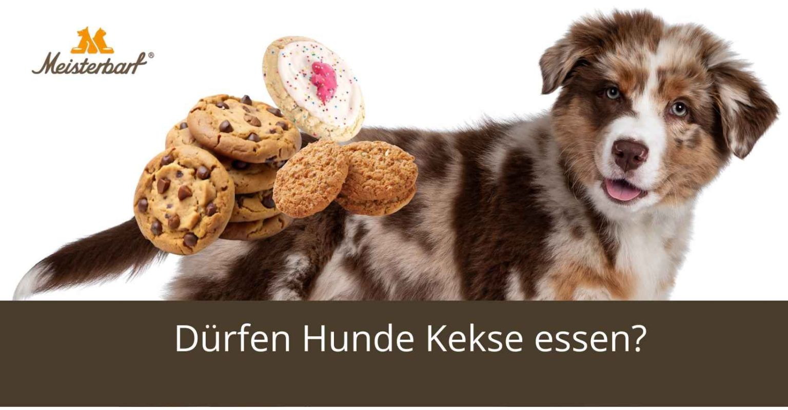 Dürfen Hunde Kekse essen?