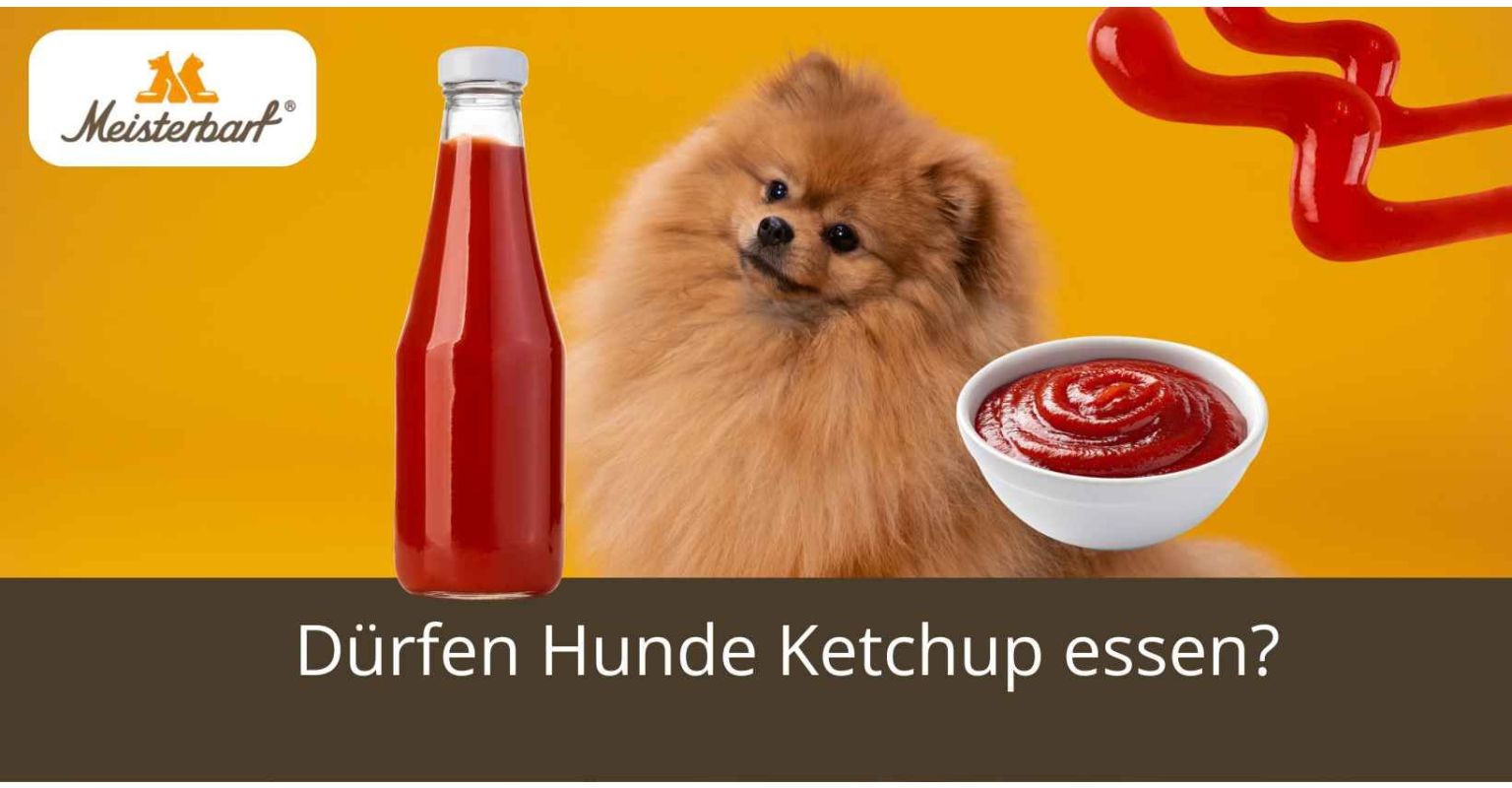 Dürfen Hunde Ketchup essen?