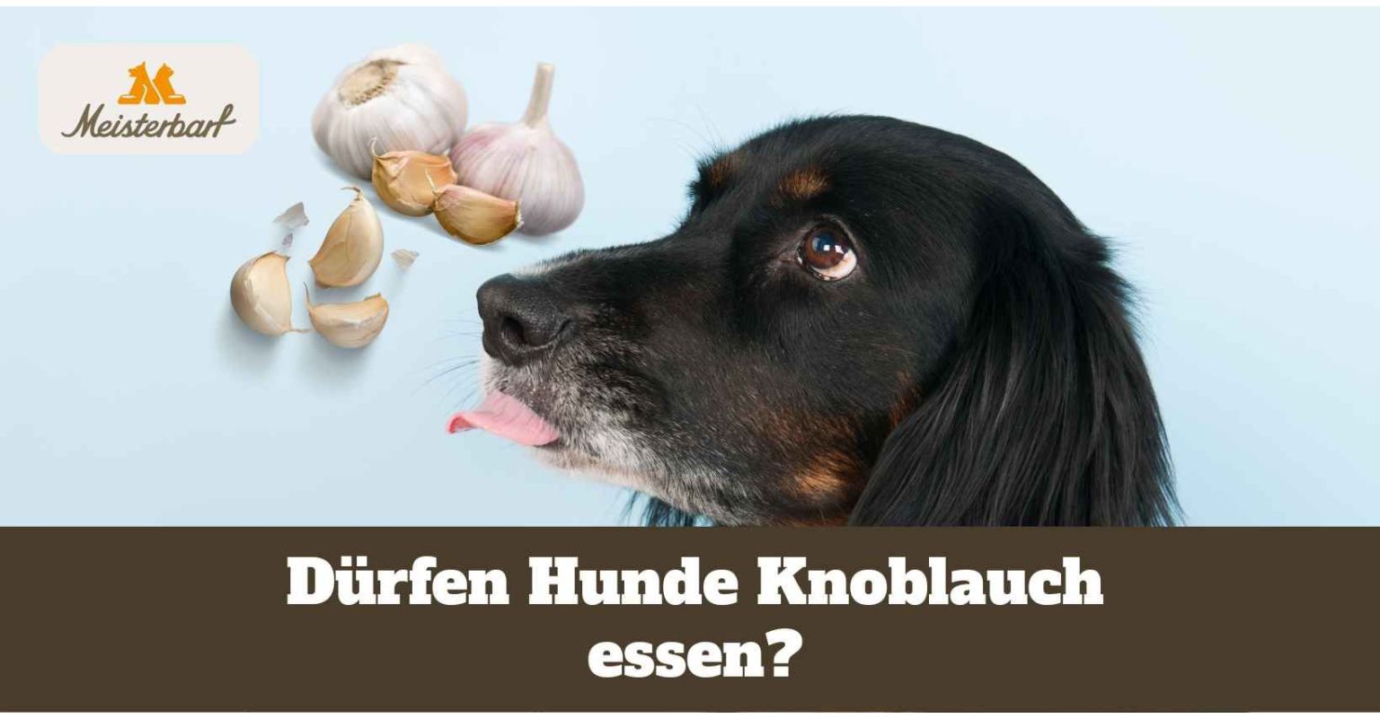 Dürfen Hunde Knoblauch essen?