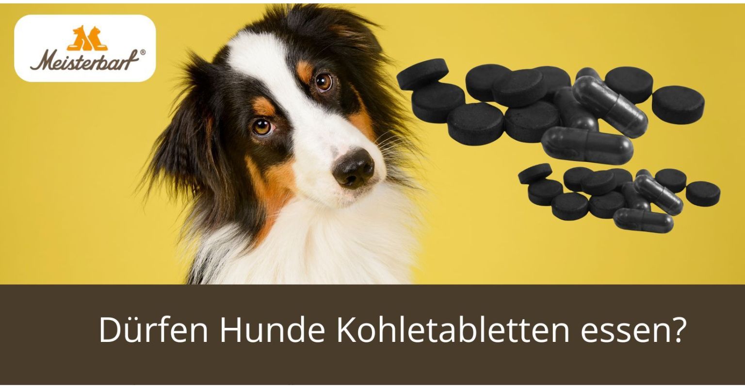 Dürfen Hunde Kohletabletten essen?