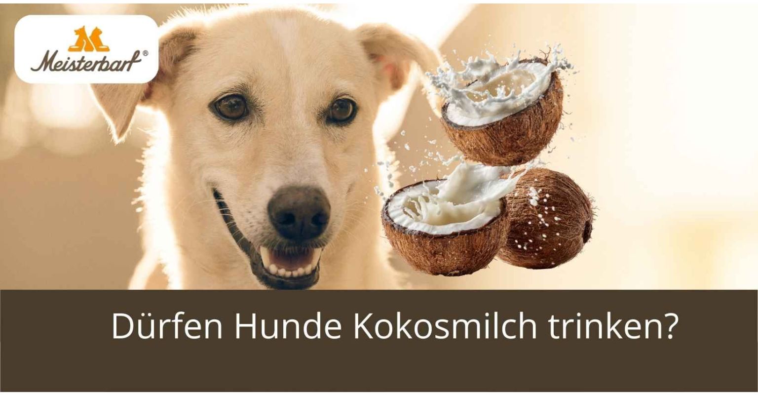 Dürfen Hunde Kokosmilch trinken?