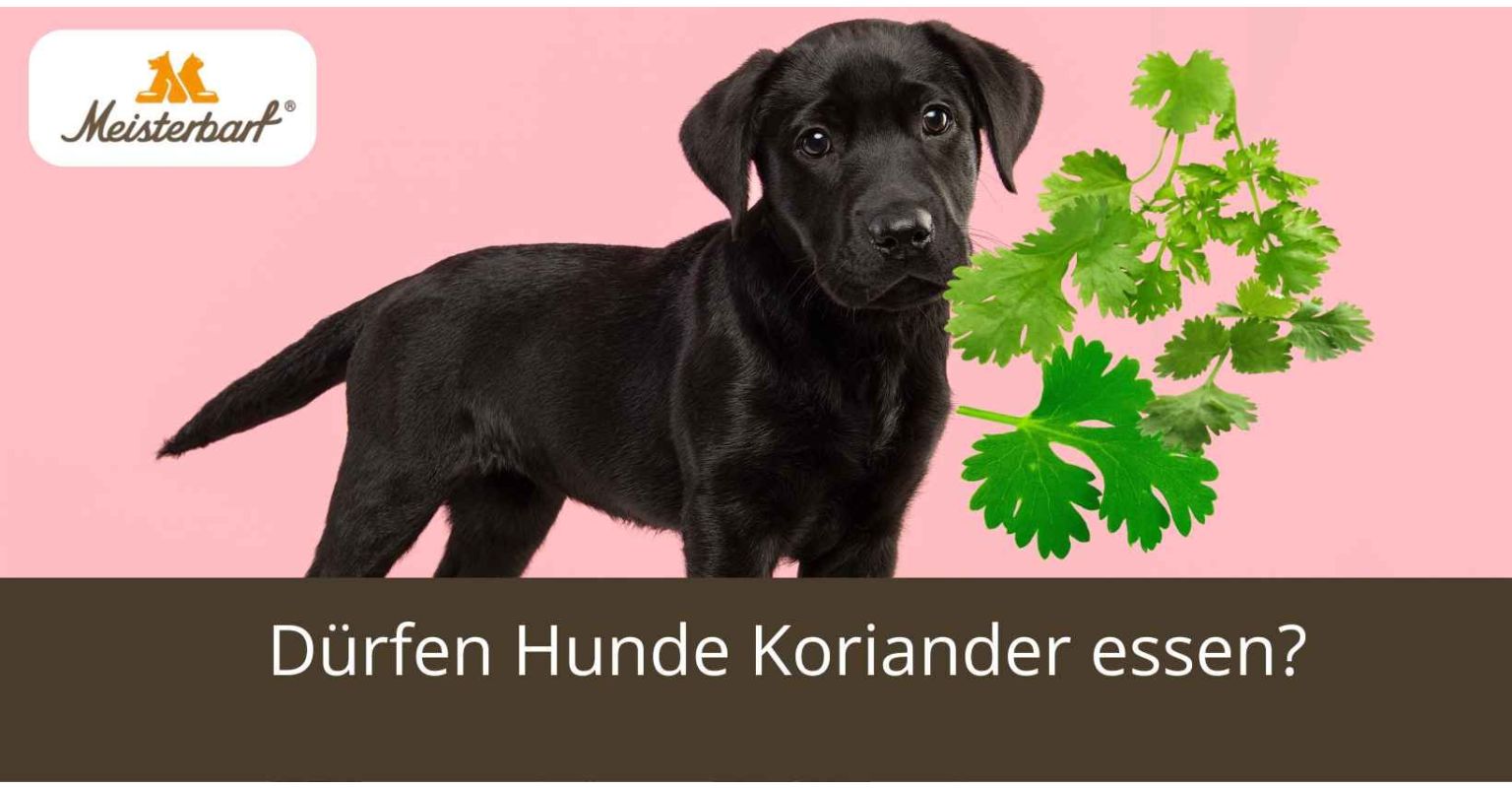 Dürfen Hunde Koriander essen? 