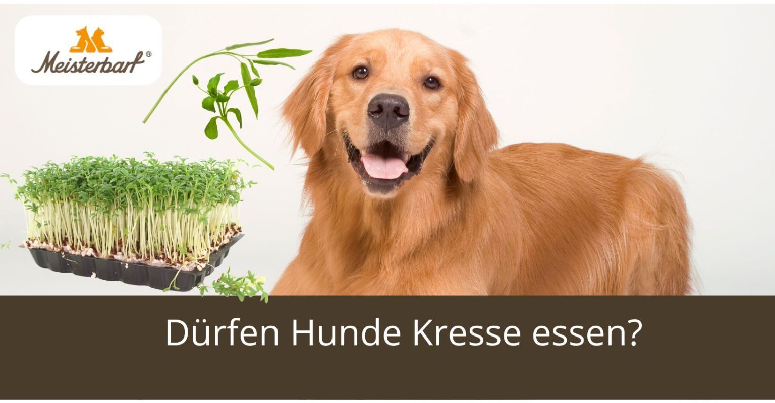 Dürfen Hunde Kresse essen? 