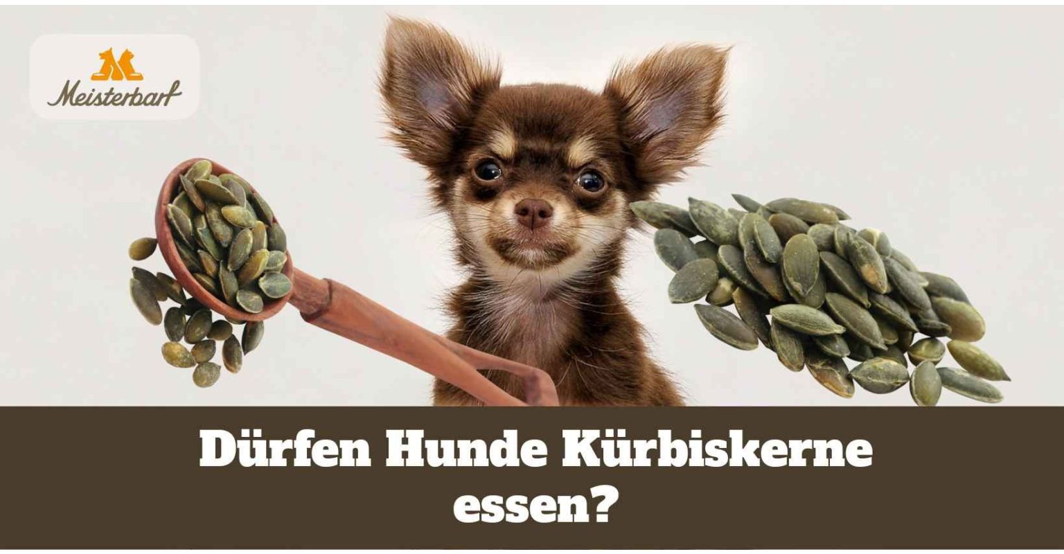 Dürfen Hunde Kürbiskerne essen?