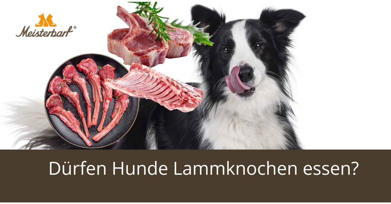 Dürfen Hunde Lammknochen essen?
