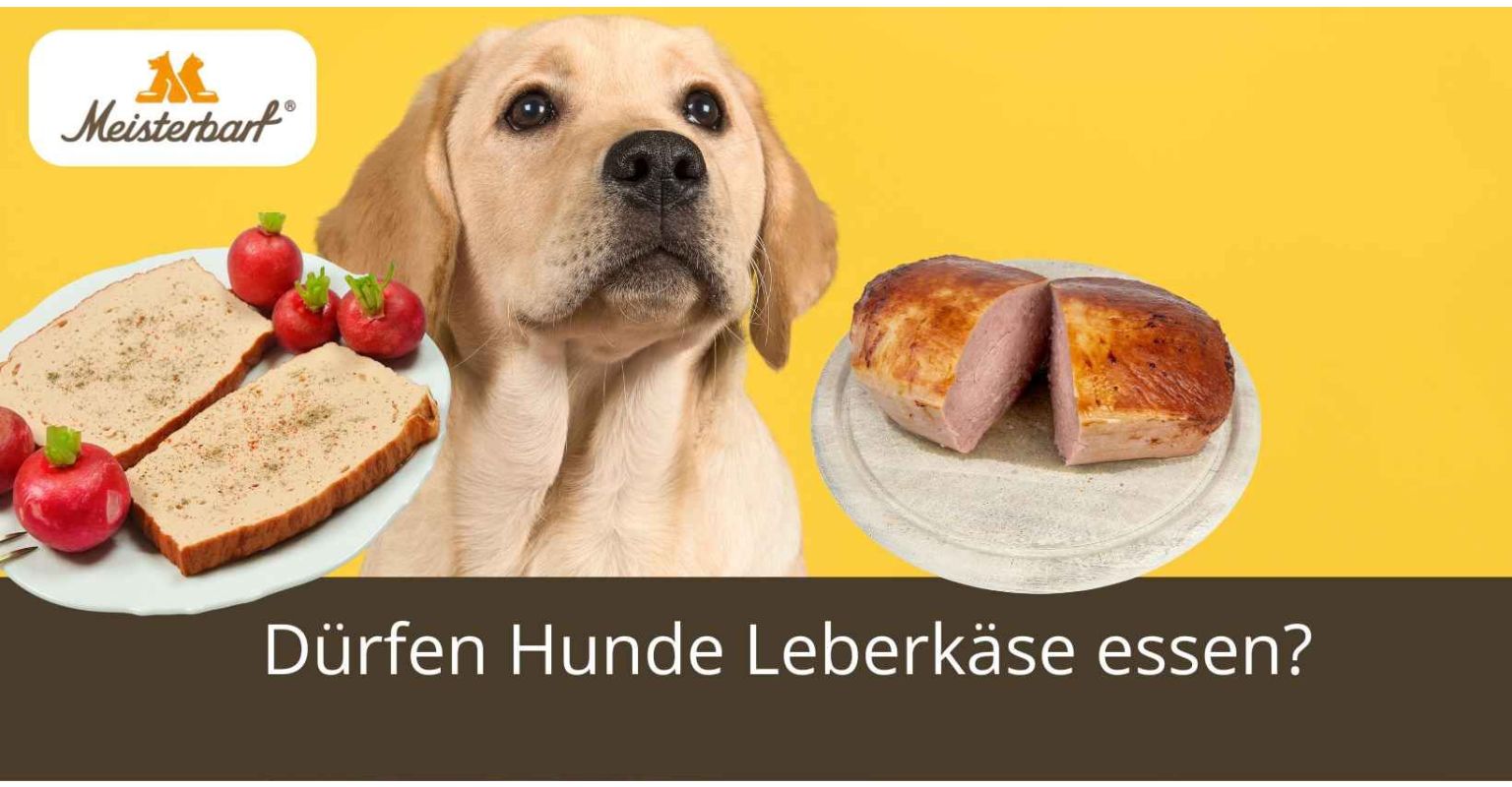 Dürfen Hunde Leberkäse essen?