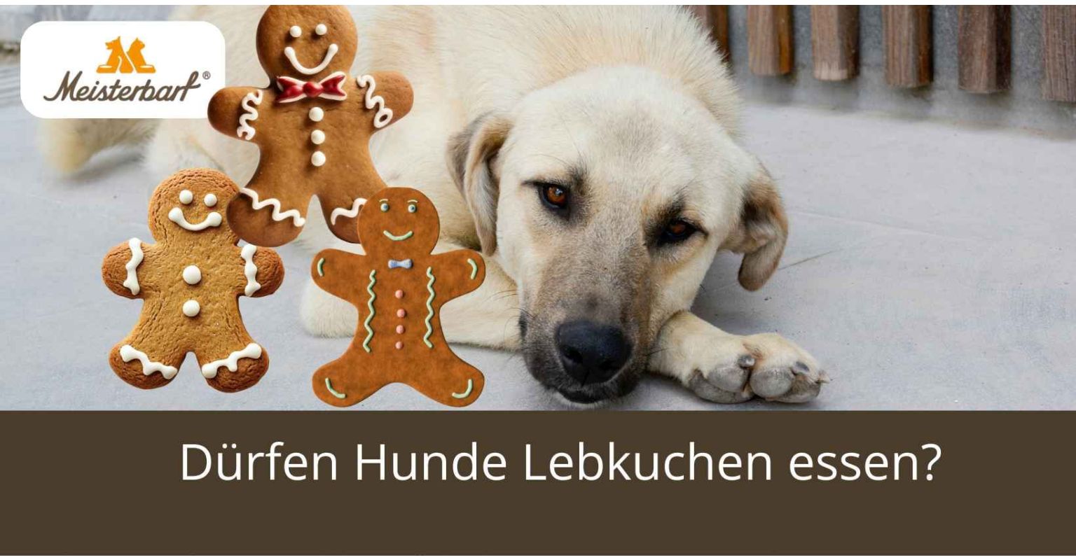 Dürfen Hunde Lebkuchen essen?