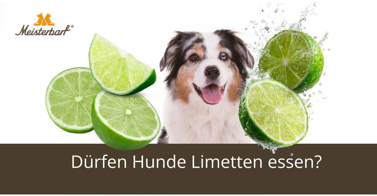 Dürfen Hunde Limetten essen?
