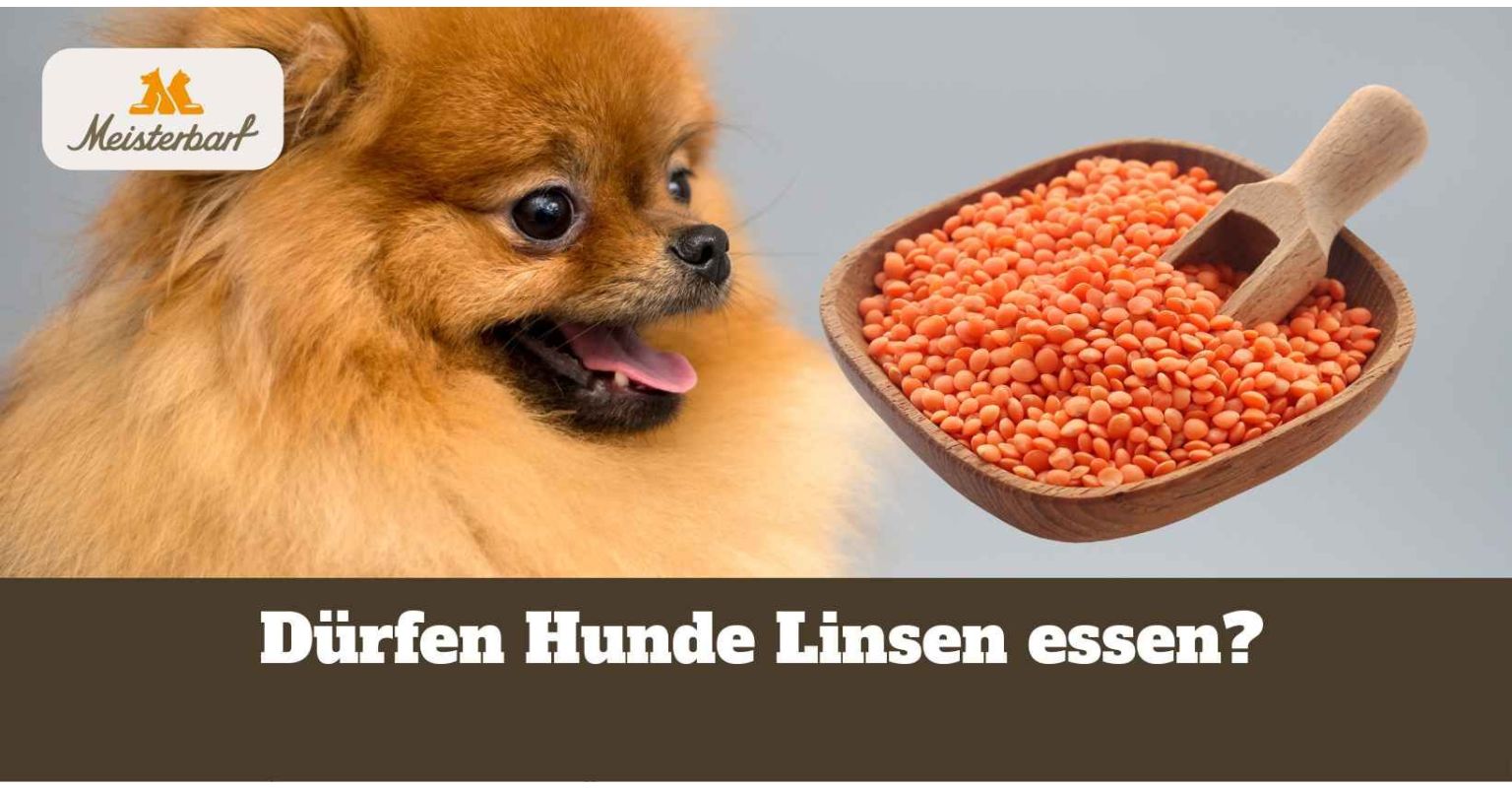 Dürfen Hunde Linsen essen?