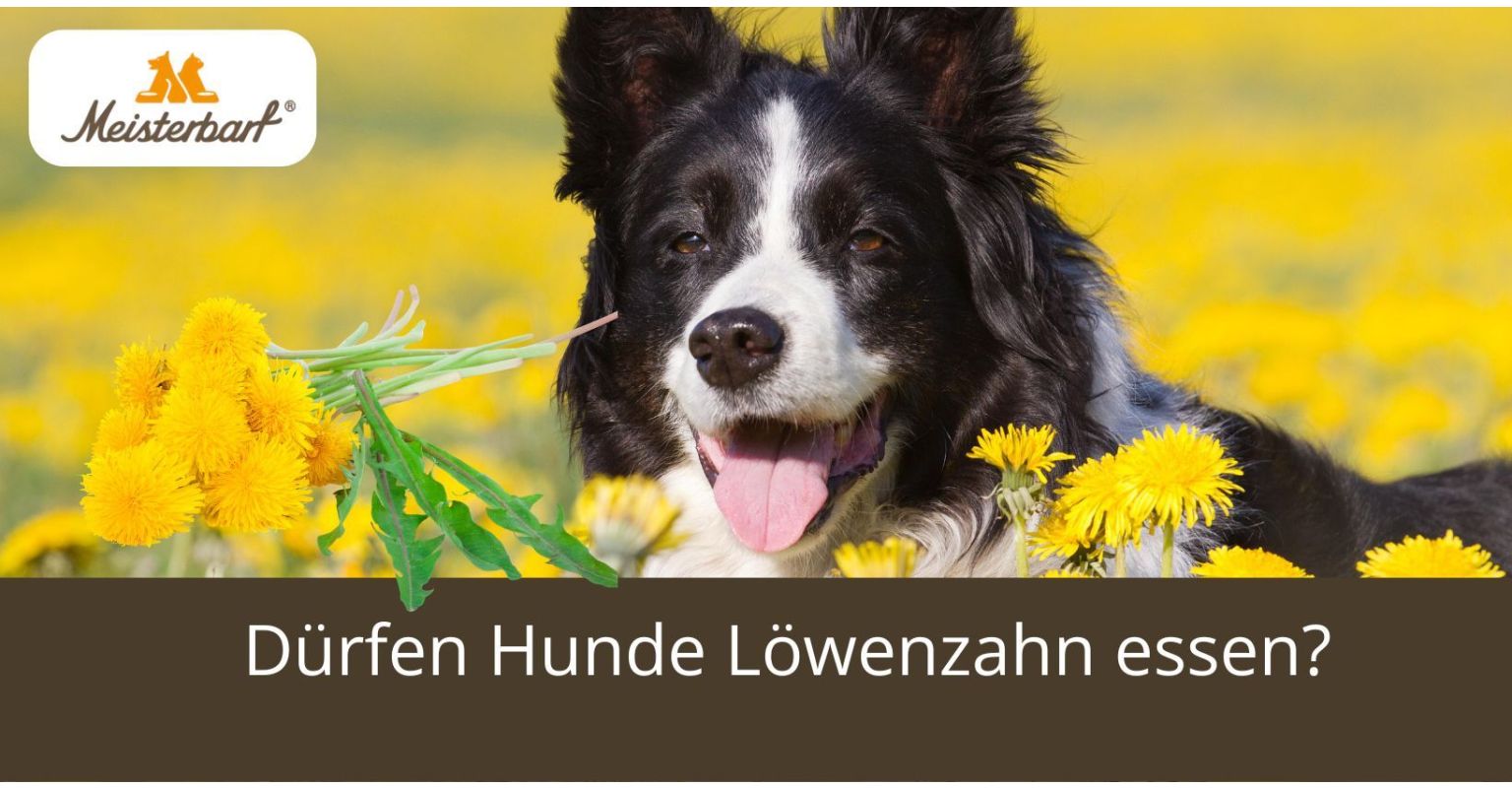 Dürfen Hunde Löwenzahn essen? 