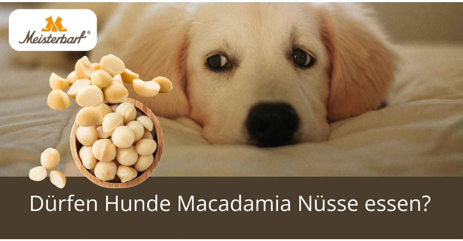 Auf dem Bild ist ein Hund zu sehen. Neben dem Hund befinden sich Macadamianüsse.