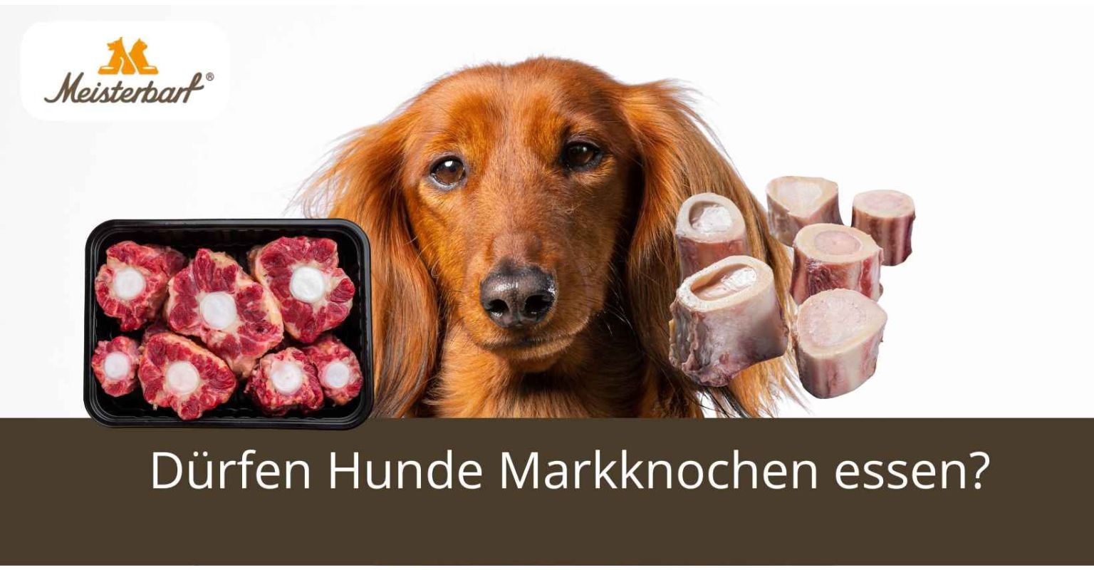 Dürfen Hunde Markknochen essen?