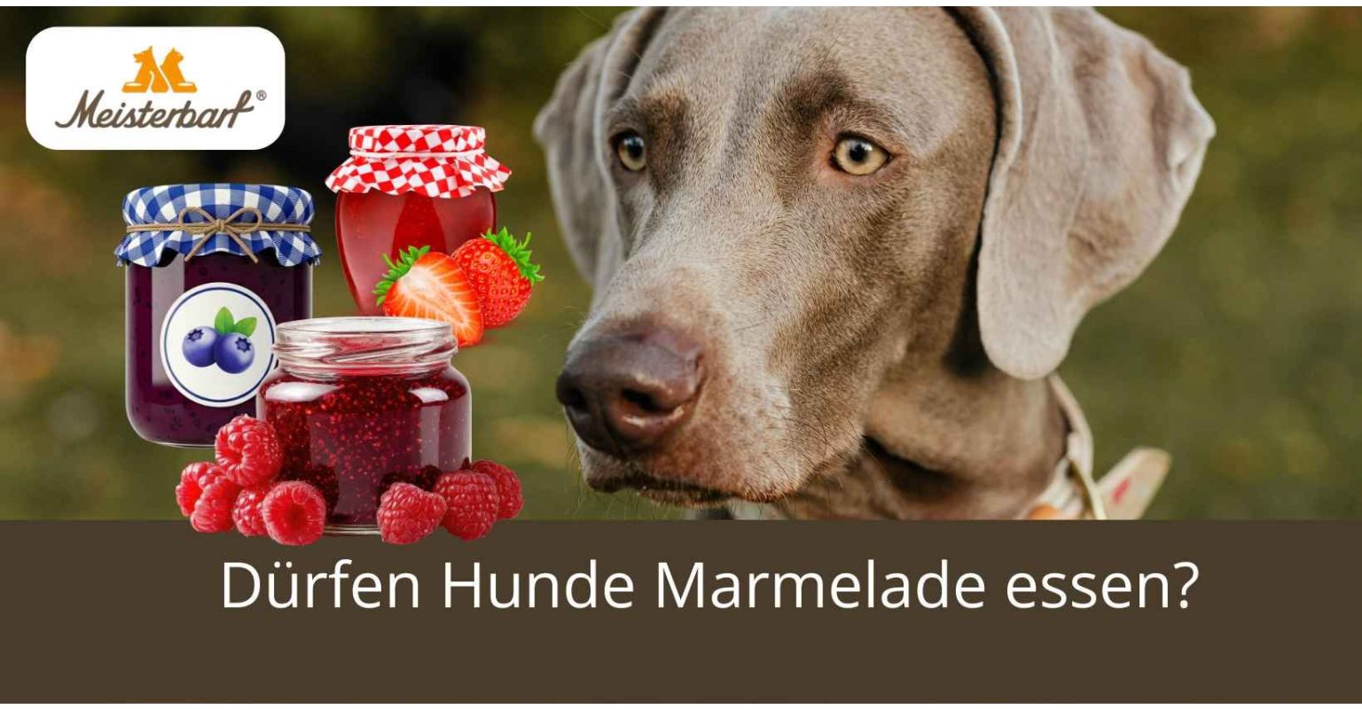 Dürfen Hunde Marmelade essen?