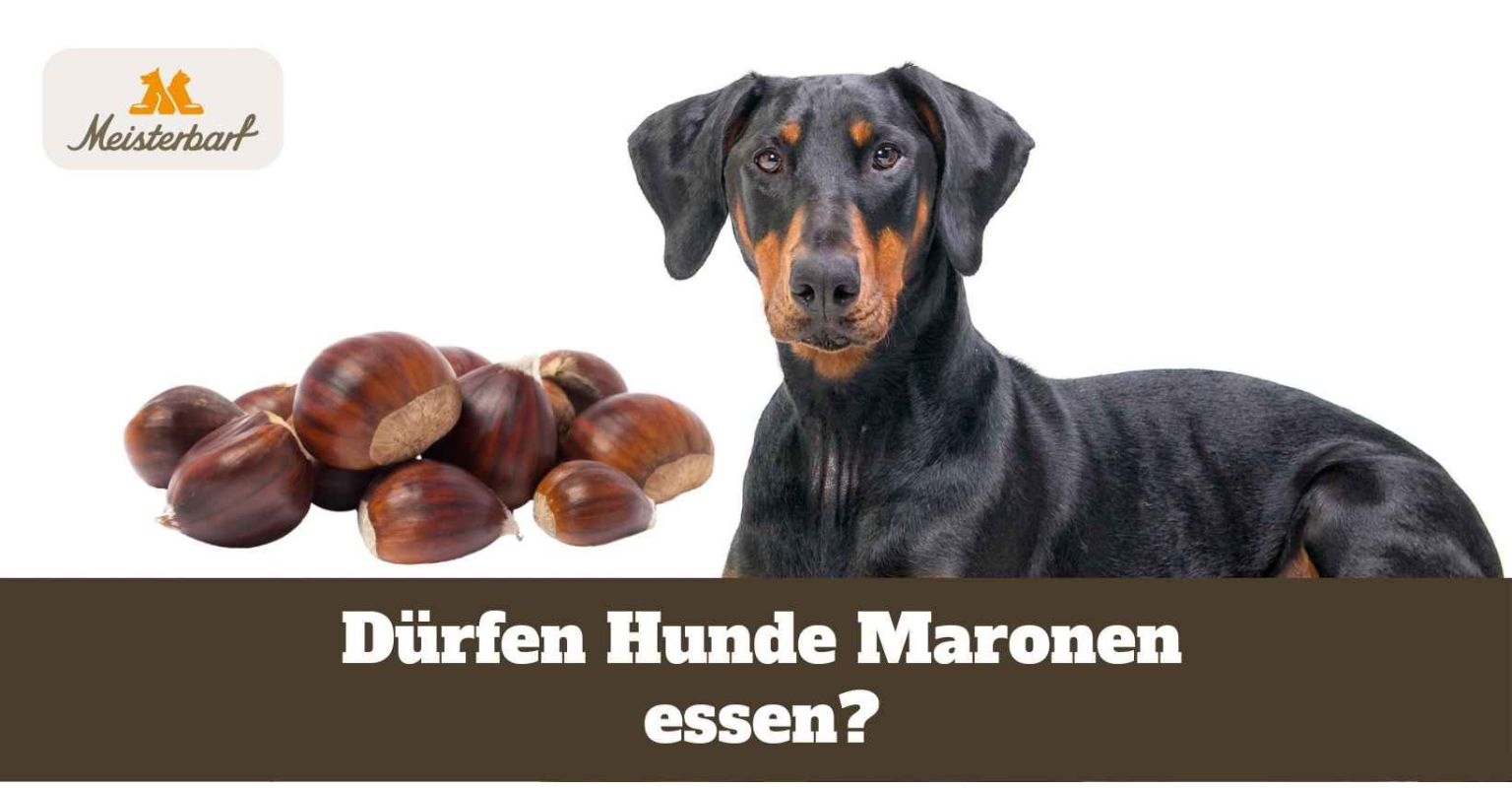 Dürfen Hunde Maronen essen?