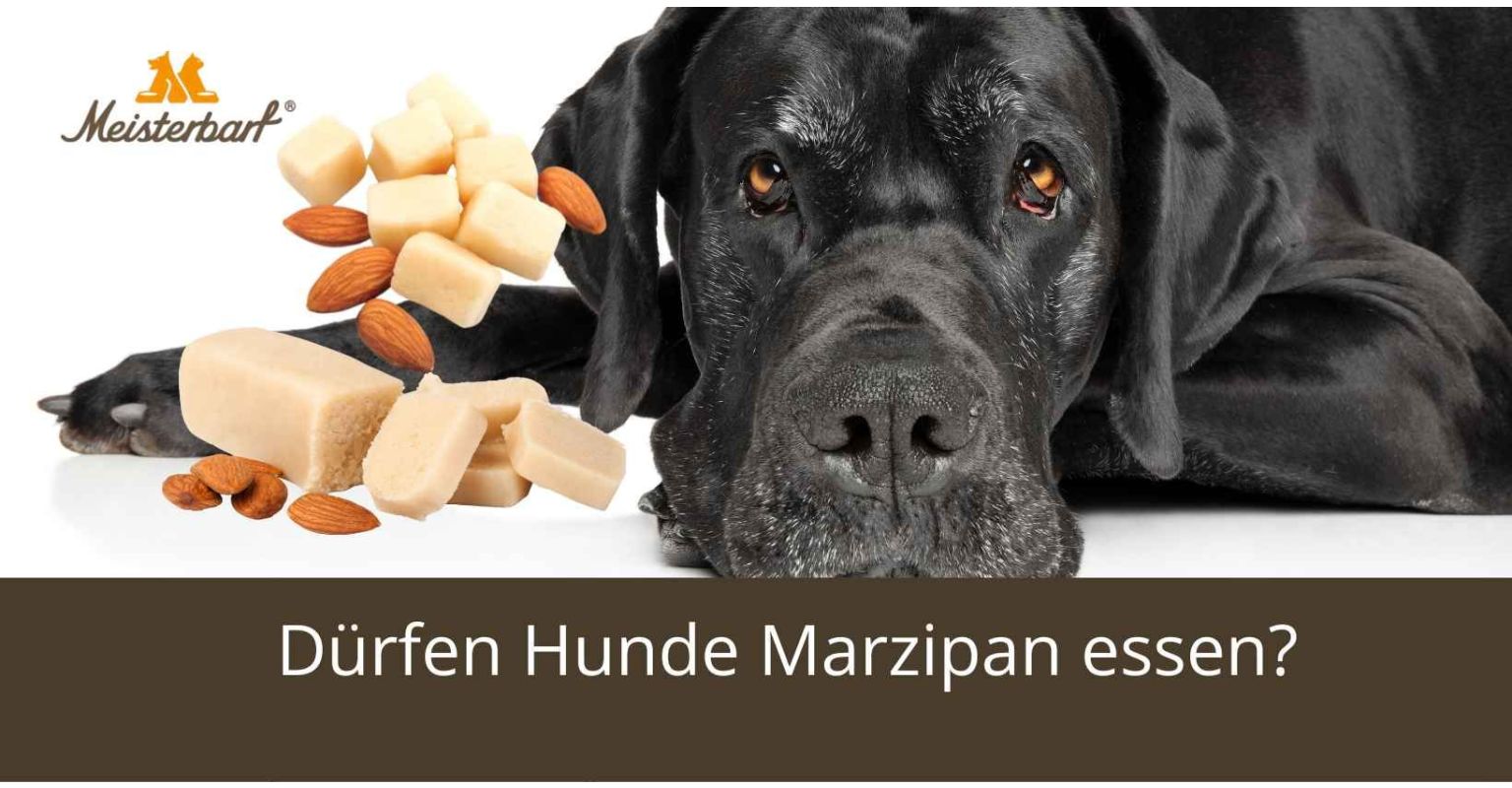 Dürfen Hunde Marzipan essen? 