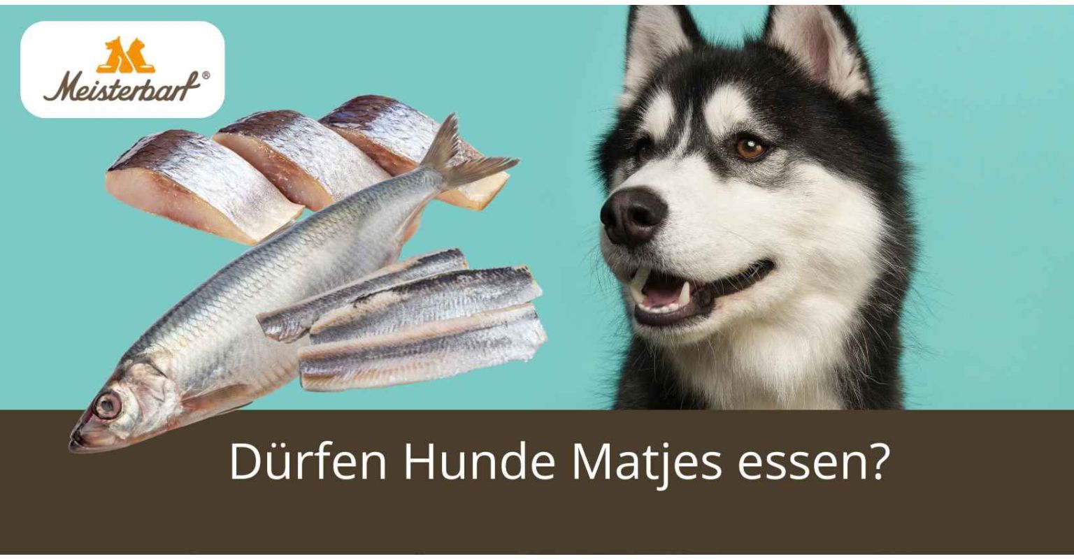 Dürfen Hunde Matjes essen? 