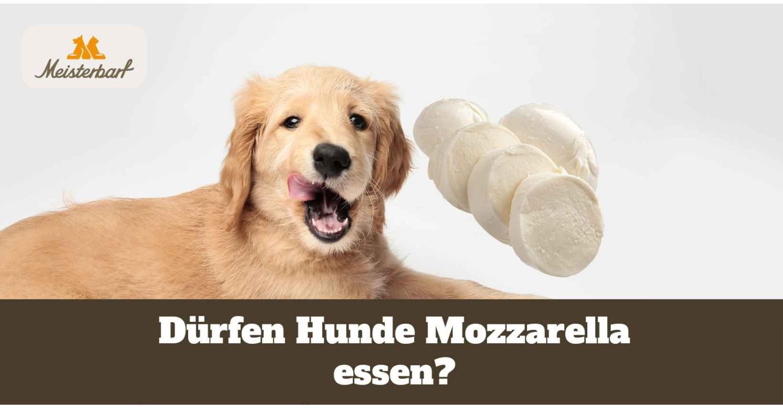 Dieses Bild zeigt Mozzarella, den Hunde essen dürfen.