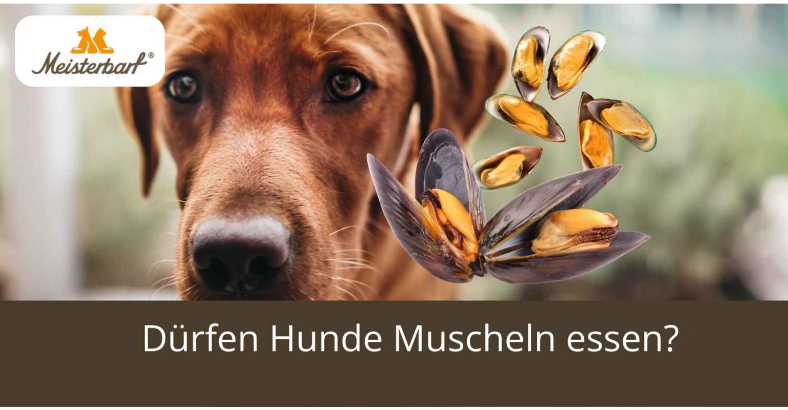 Dürfen Hunde Muscheln essen?