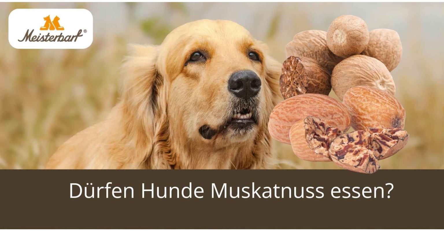 Dürfen Hunde Muskatnuss essen?