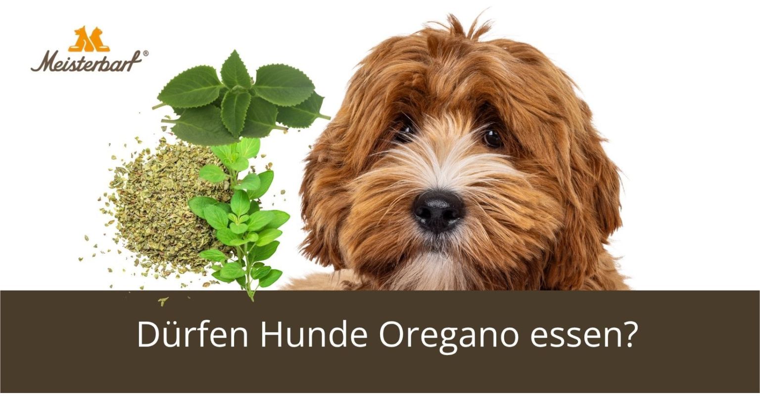 Auf dem Bild ist ein Hund zu sehen. Neben dem Hund befindet sich Oregano. 