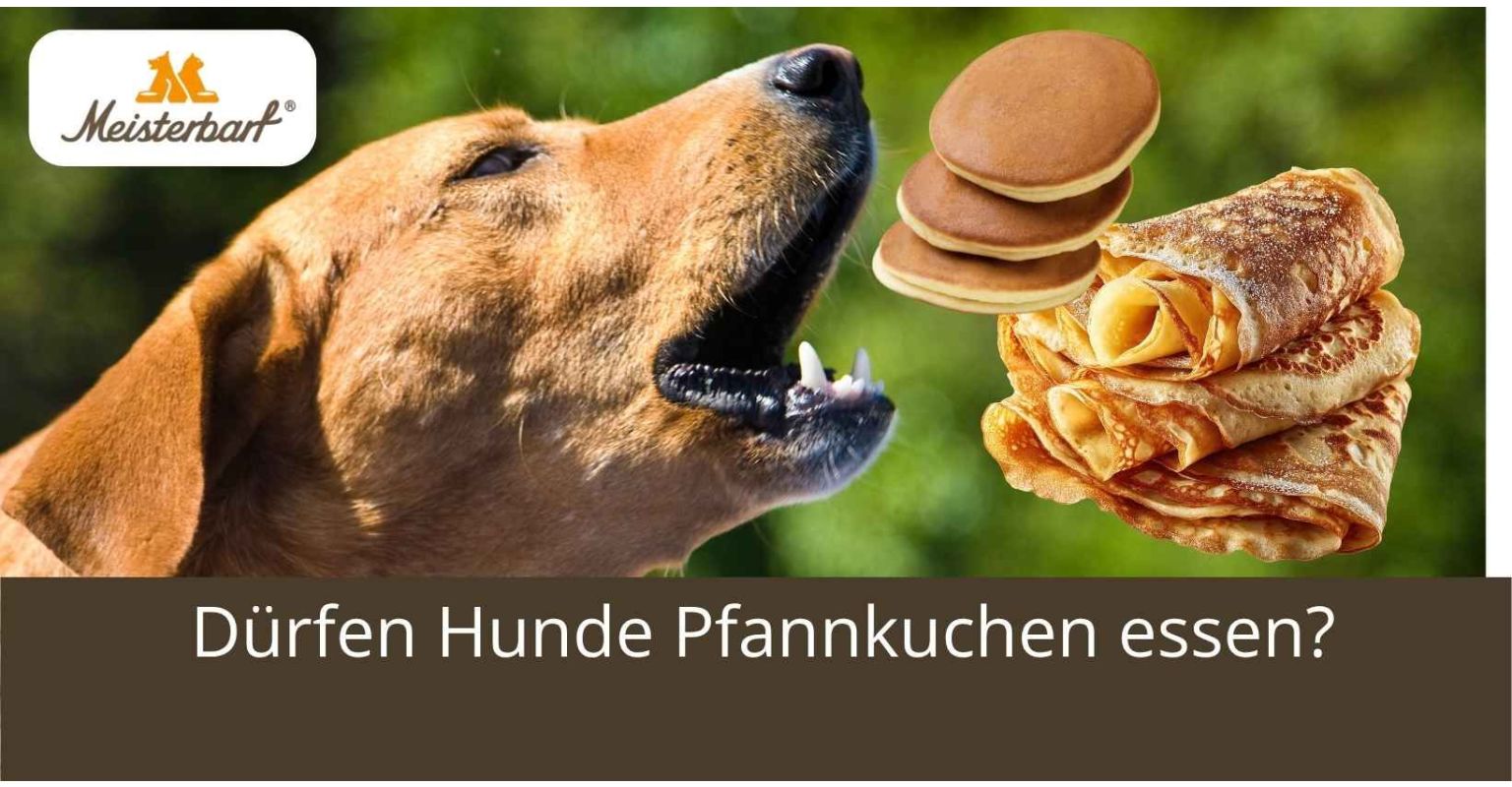 Auf dem Bild ist ein Hund zu sehen. Neben dem Hund ist ein Pfannkuchen.