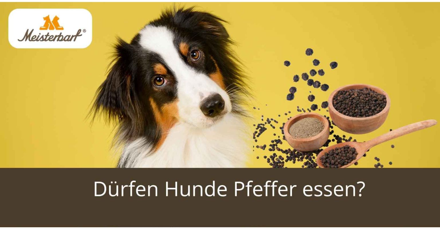Dürfen Hunde Pfeffer essen? 