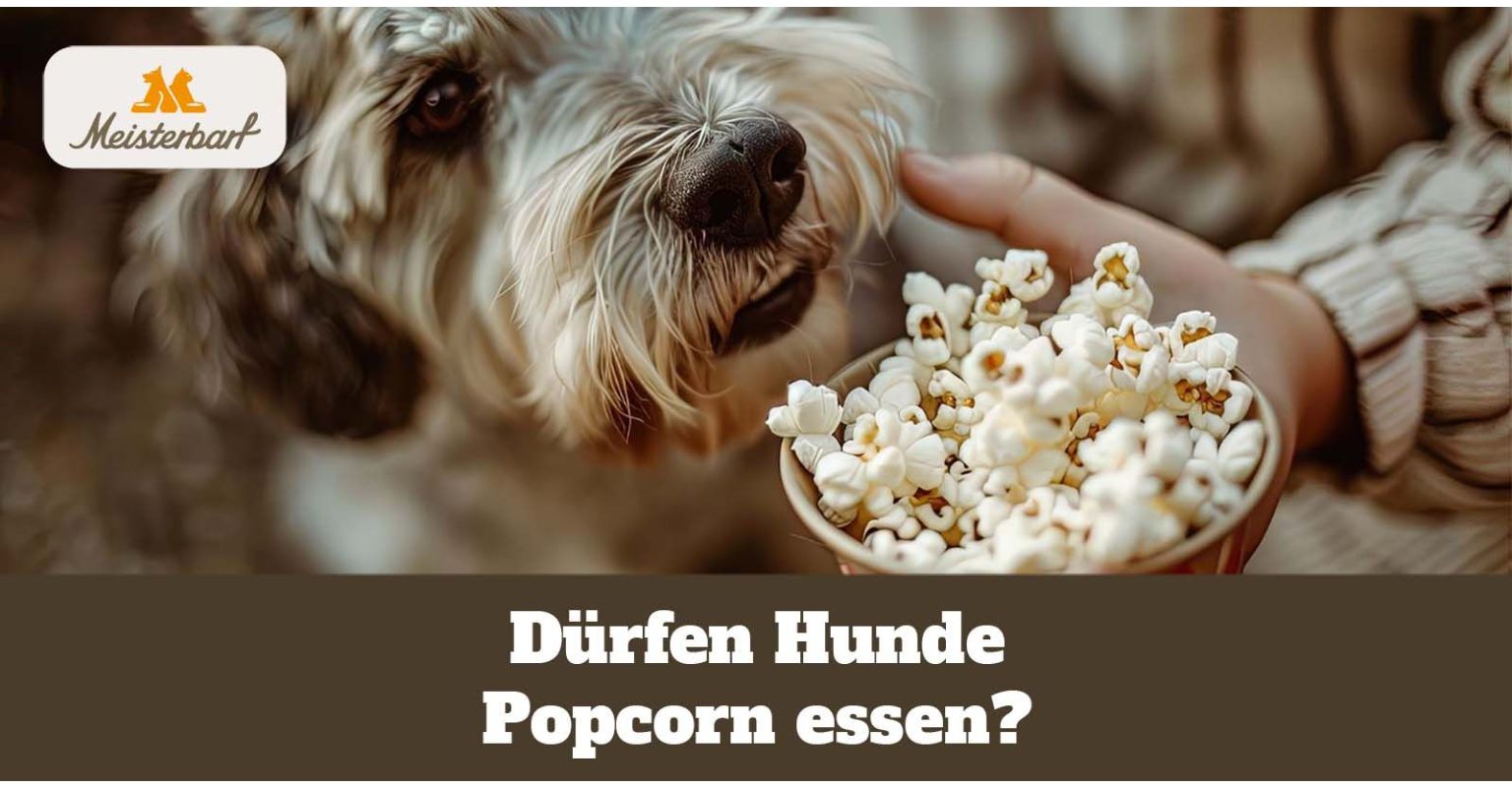 Dürfen Hunde Popcorn essen?
