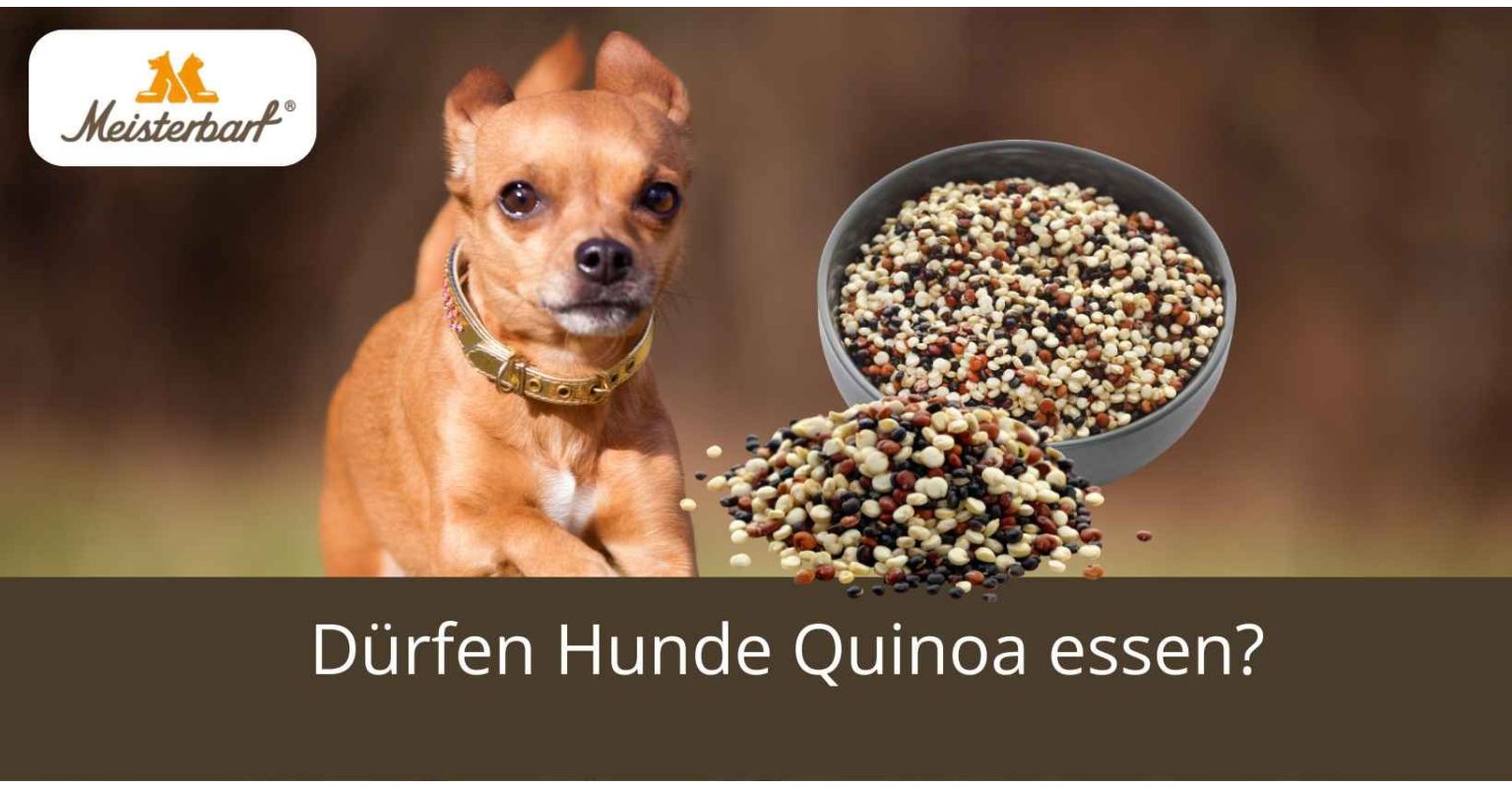 Dürfen Hunde Quinoa essen?