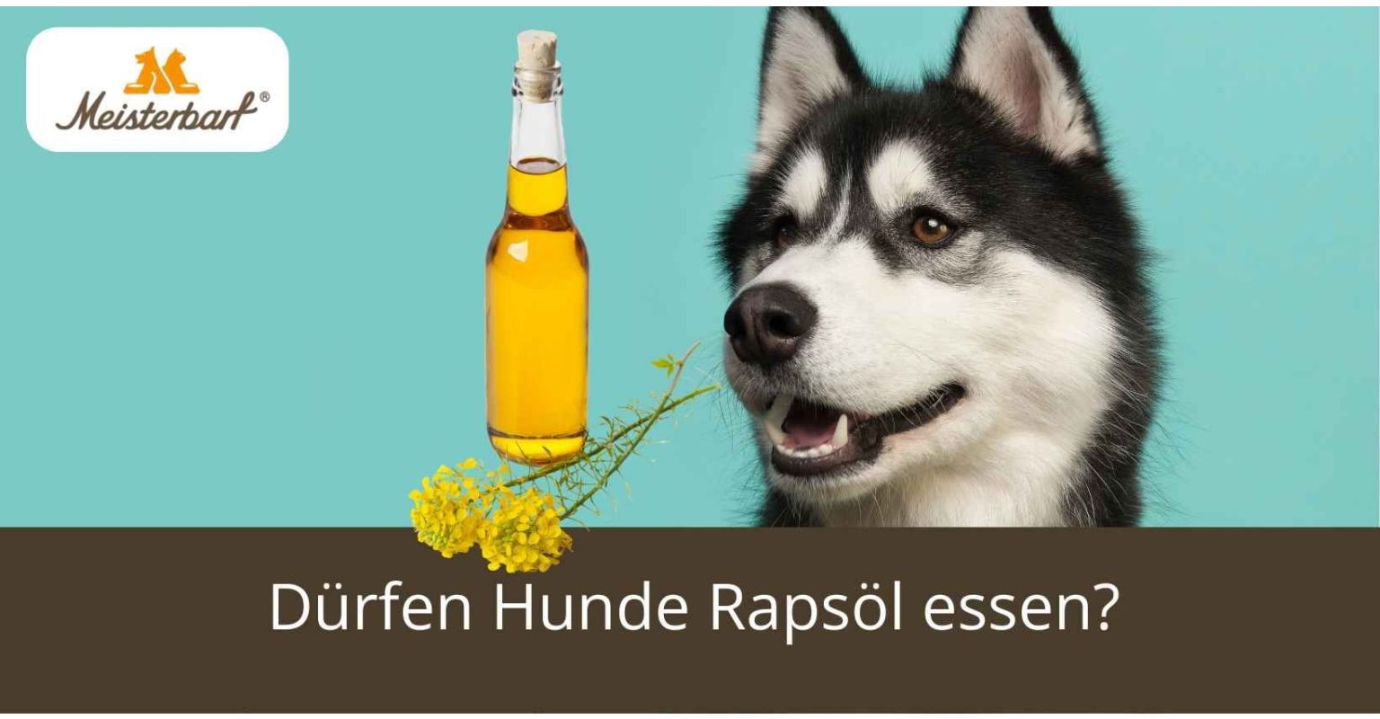 Dürfen Hunde Rapsöl essen?
