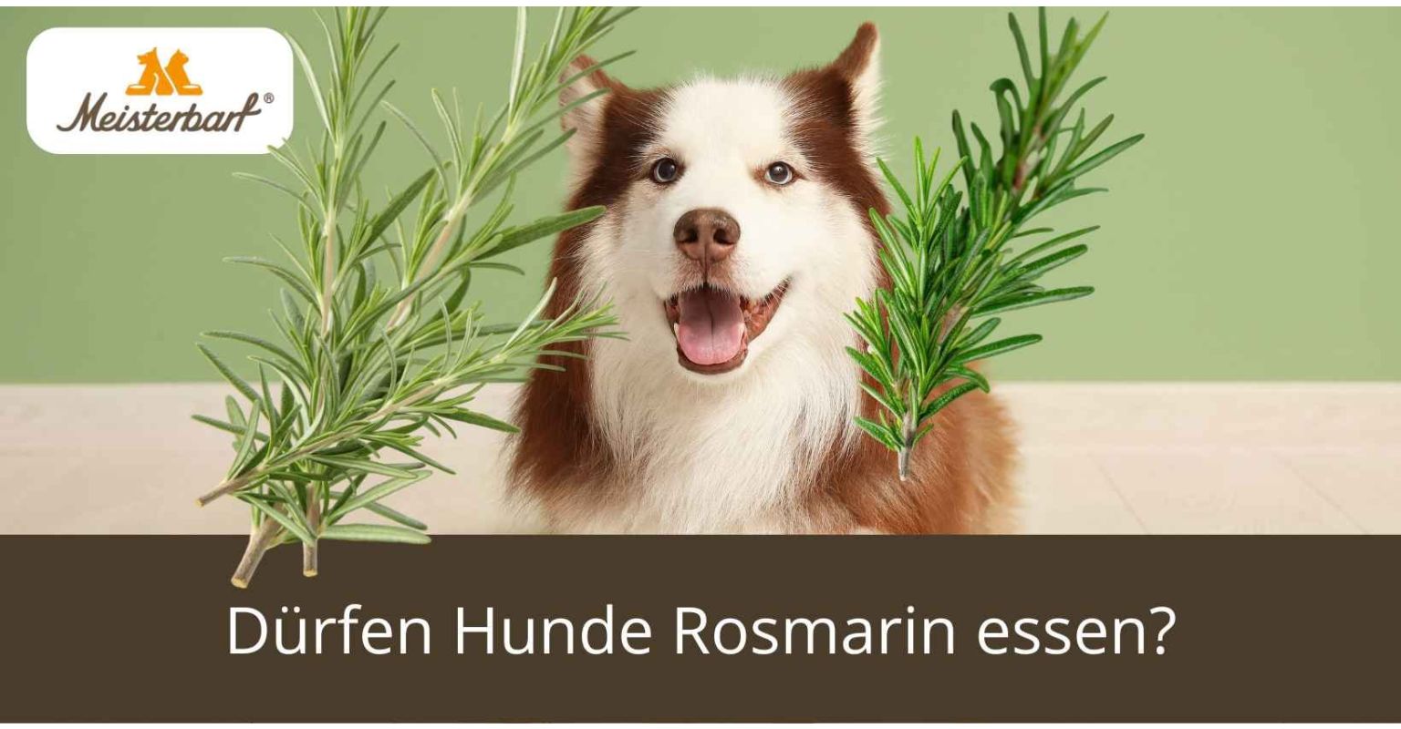 Dürfen Hunde Rosmarin essen?