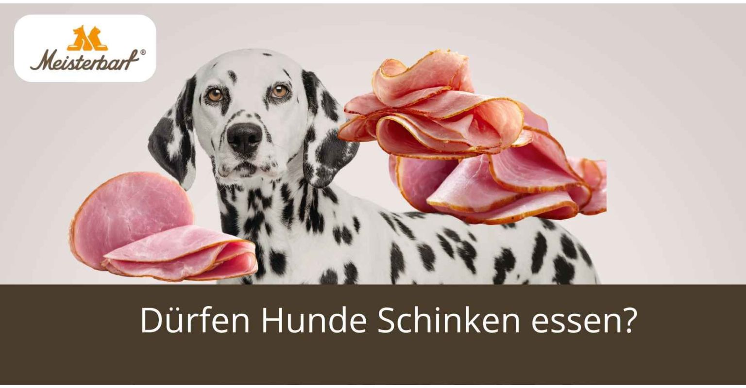 Dürfen Hunde Schinken essen?