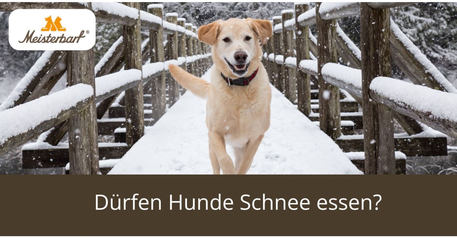 Dürfen Hunde Schnee essen?