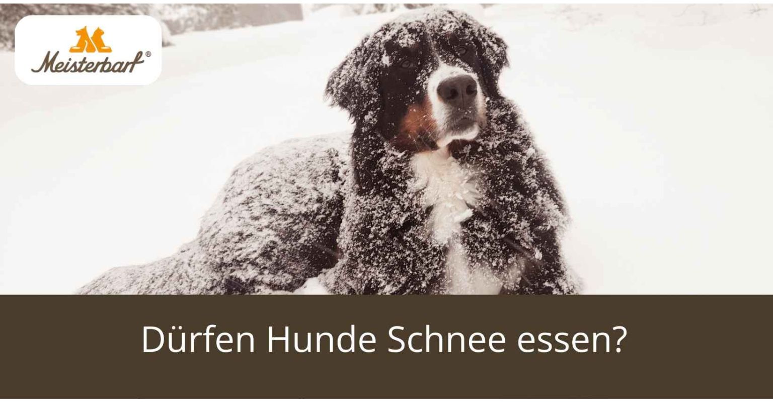 Dürfen Hunde Schnee essen? 