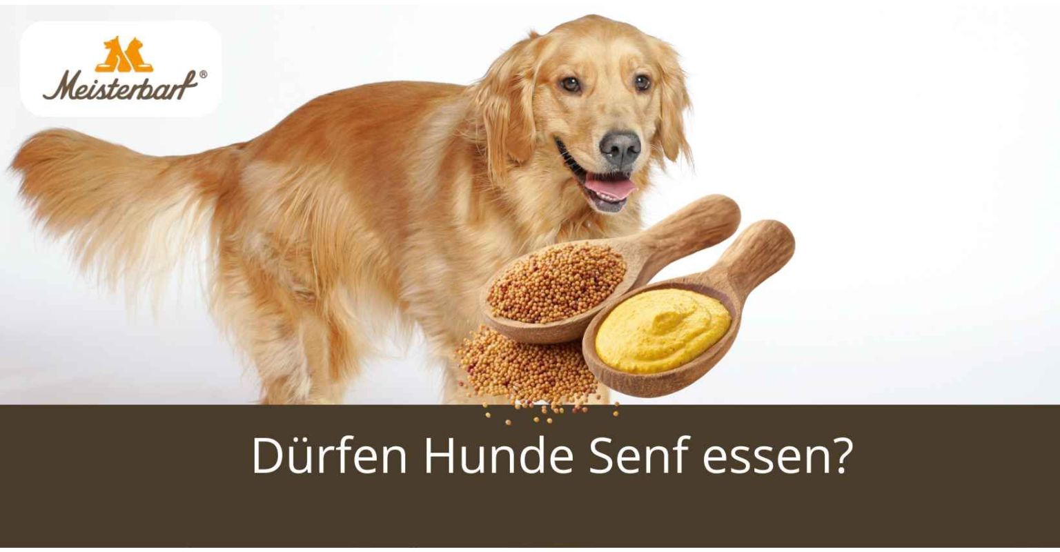 Dürfen Hunde Skyr essen?
