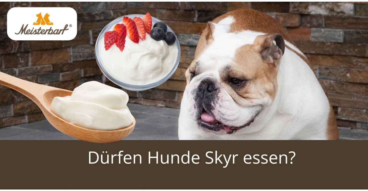 Dürfen Hunde Skyr essen?